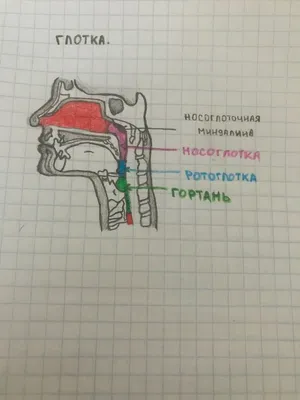 Искусство человечности: Изображение Глотка человека в PNG формате