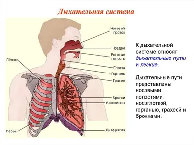 Откройте новые грани: Изображения Глотка человека в высоком разрешении JPG