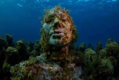 Секреты подводного королевства: фотографии океанских глубин