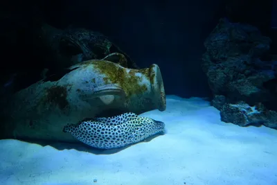 Исследуйте загадочные районы глубоководных рыб: фото и фотографии