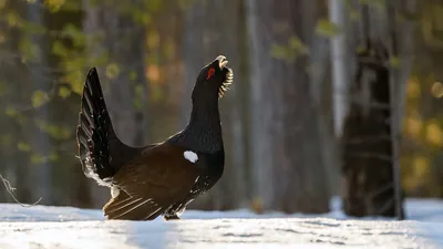 Удивительные размеры фото глухаря