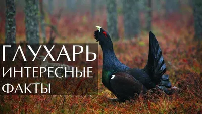 Фотографии глухаря: выберите формат и скачайте их бесплатно