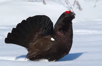 Искусство зимней природы: Глухарь на фото