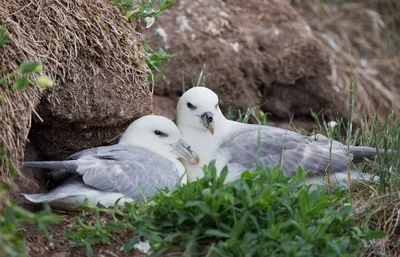 Птицы во время кормления: 10 фото, которые передают их естественное поведение