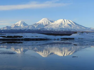 Птица Глупыш на картинках: 20 прекрасных снимков