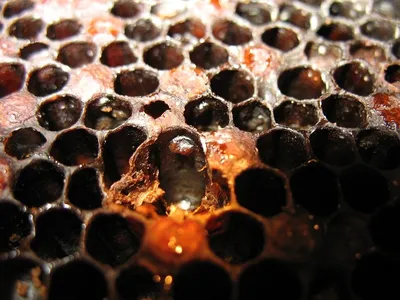 Новые фотографии пчелы в формате JPG, PNG, WebP