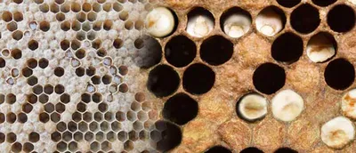 Новые фото пчелы для вашей коллекции