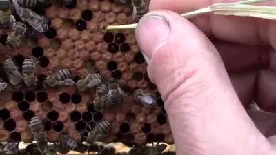 Уникальные снимки пчелы для скачивания