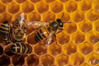 Красивые фото пчелы в высоком разрешении
