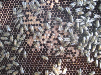 Картинки пчелы в разных форматах для скачивания