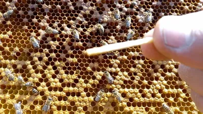 Уникальные изображения пчелы для скачивания