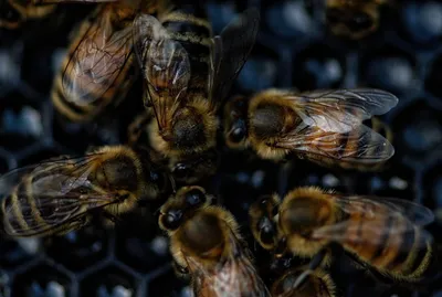 Фотографии пчелы в Full HD разрешении, скачать бесплатно