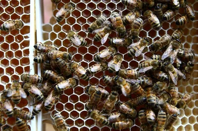 Изображения пчелы в 4K качестве для ваших потребностей
