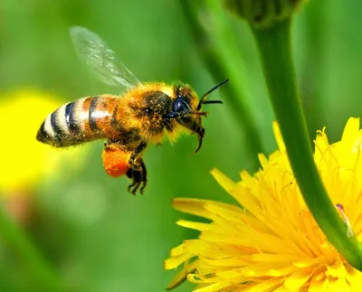 Красивые фото пчелы в хорошем качестве