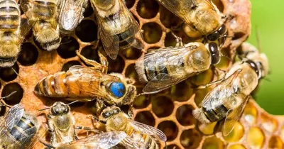 Фотографии пчелы с возможностью выбора размера и формата