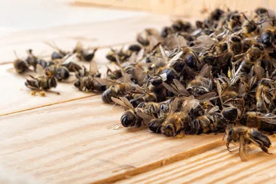 Картинки пчелы в разных разрешениях для скачивания