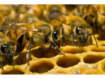 Фото пчелы в формате JPG, PNG, WebP, скачать бесплатно