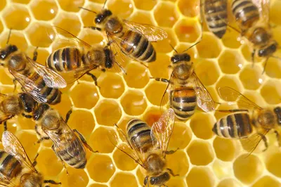 Уникальные фотографии пчелы в HD качестве для вашего проекта