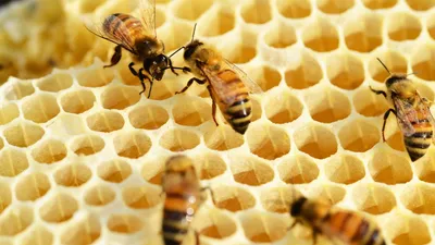 Фотографии пчелы в Full HD разрешении, с возможностью скачать бесплатно