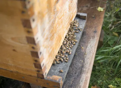 Изображения пчелы в 4K качестве, скачать бесплатно