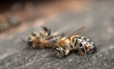 Красивые фото пчелы в хорошем качестве для вашего дизайна