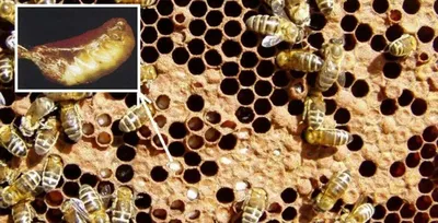 Гнилец у пчел: удивительные фотографии и интересные факты