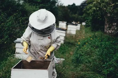 Фотографии Гнильца у пчел: уникальные моменты из жизни пчел