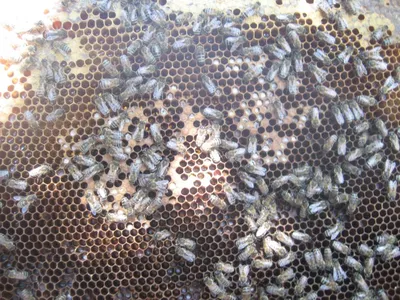 Погружение в мир пчел: фотографии Гнильца и их удивительная жизнь