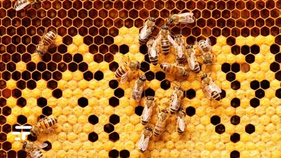 Фотографии Гнильца у пчел: удивительные кадры из пчелиной жизни