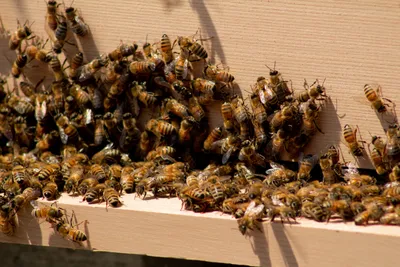Пчелы в фокусе: захватывающие фотографии Гнильца
