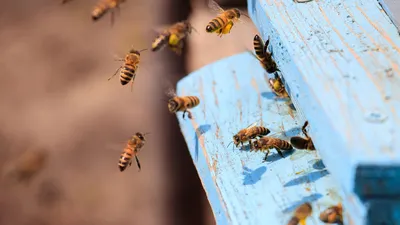 Фотографии Гнильца у пчел: загадочный мир пчеловодства