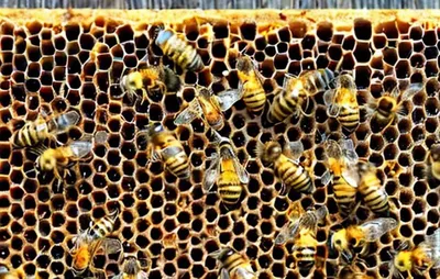 Очарование пчел: фотографии Гнильца и их удивительная жизнь