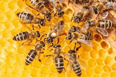 Пчелиная жизнь: уникальные фотографии Гнильца и их мир