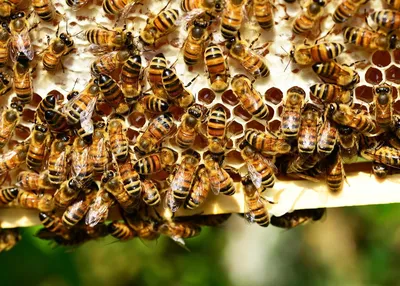 Фотографии Гнильца у пчел: увлекательное путешествие в мир пчел