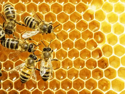 Волшебный мир пчел: фотографии Гнильца и их удивительная жизнь