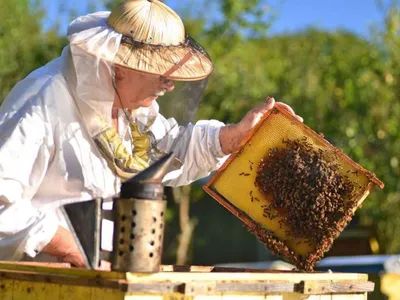 Фотографии Гнильца у пчел: уникальные кадры из мира пчеловодства