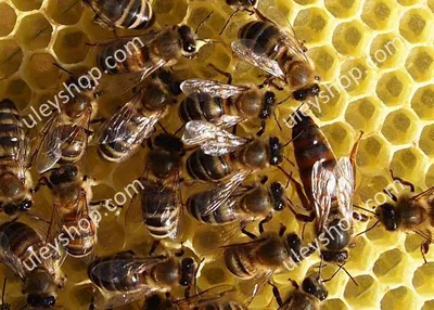 Фотографии Гнильца у пчел: загадочный мир пчел и их жизнь