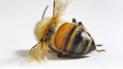 Пчелиная гармония: фотографии Гнильца и их удивительная жизнь