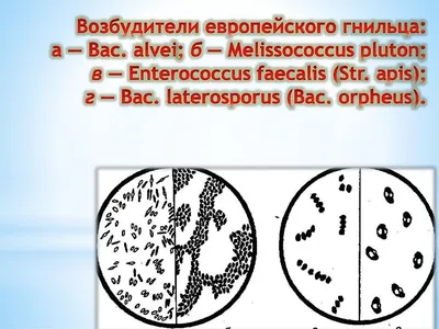 Фотографии Гнильца у пчел: уникальные моменты из жизни пчел