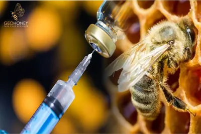 Пчелиный мир в объективе: фотографии Гнильца и их удивительная жизнь