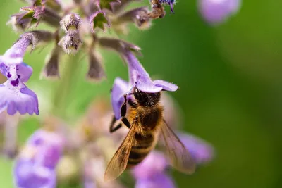 Пчелиный мир: фотографии Гнильца и их удивительная жизнь