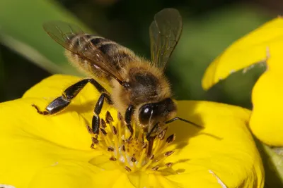 Фотографии Гнильца у пчел: захватывающие кадры из мира пчел