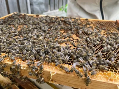 Пчелиный рай: фотографии Гнильца и их удивительная жизнь