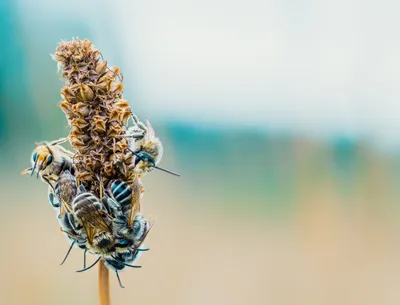 Красивые фотографии пчел