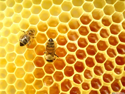 Фото пчел в формате PNG