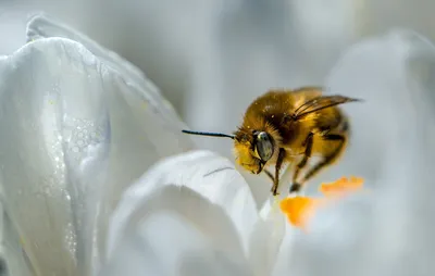 Изображения пчел в Full HD