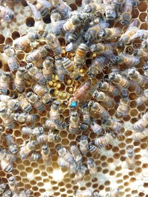 Фотографии пчел в 4K разрешении