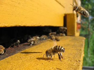 Арт с изображениями пчел