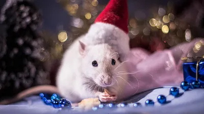 Фото года крысы в высоком разрешении для скачивания