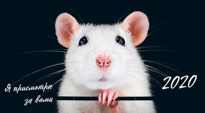 Год крысы: Коллекция изображений в формате WebP